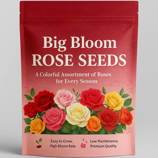 Big Bloom Rose – Any Place, Any Season